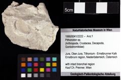 Foto (Objket + Etiketten) von Pithonoton sp. 